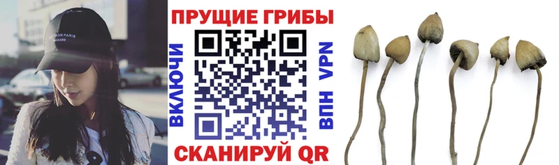 наркотики  Партизанск  площадка официальный сайт  Псилоцибиновые грибы мицелий 